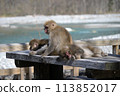 猴子在桌上打盹 113852017