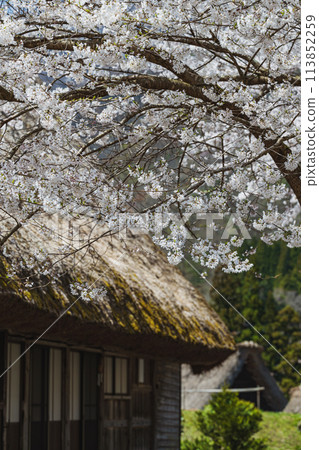 Spring scenery at the World Heritage site of Suganuma Gassho-style Village Spring scenery at the World Heritage site of Suganuma Gassho-style Village 113852259