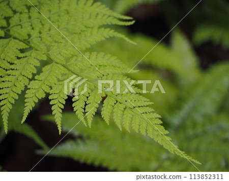 Fern Bracken Leaves 113852311