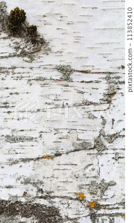 White wooden texture background White wooden texture background 113852410