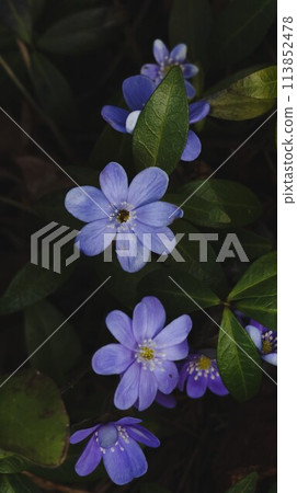 Violet flower with dark green leafs 113852478