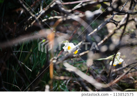 水仙花隱藏在樹枝後面 水仙花隱藏在樹枝後面 113852575