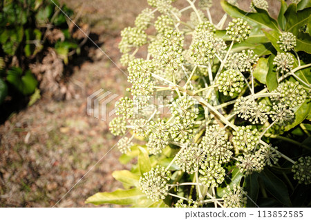 Fatsia flower in full bloom Fatsia flower in full bloom 113852585