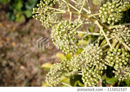 Fatsia flower Fatsia flower 113852587