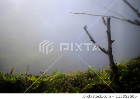 Image of a moss-covered mountain 113852600