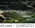 清澈的溪流泛著綠光 113852721