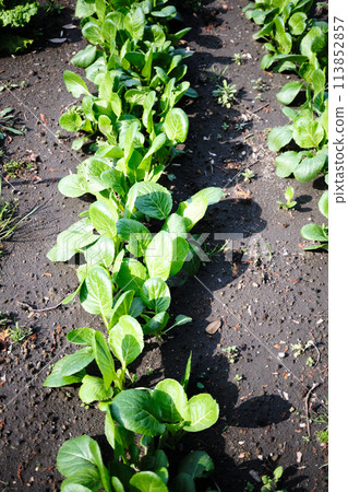 A row of spinach in a home garden A row of spinach in a home garden 113852857