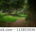 A beautiful sunny forest path 113853036