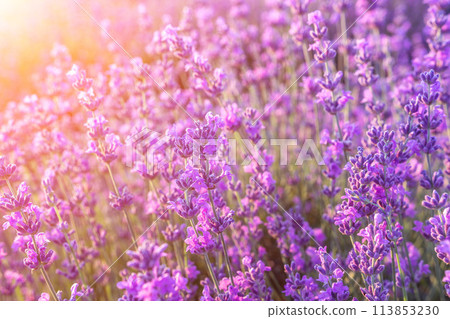 Lavender flower field closeup on sunset, fresh purple aromatic flowers for natural background. Design template for lifestyle illustration. Violet lavender field in Provence, France. Lavender flower field closeup on sunset, fresh purple aromatic flowers for natural background. Design template for lifestyle illustration. Violet lavender field in Provence, France. 113853230