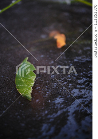 Leaves on the ice of a pond Leaves on the ice of a pond 113853370