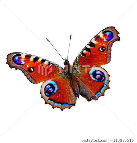 Peacock butterfly Aglais io deep red wings with prominent blue and black eyespots intricate patterns 113853516