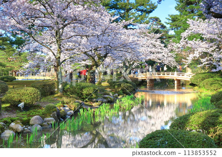 [Ishikawa Prefecture] Hanamibashi Bridge and cherry blossoms in full bloom at Kenrokuen on a clear day 113853552