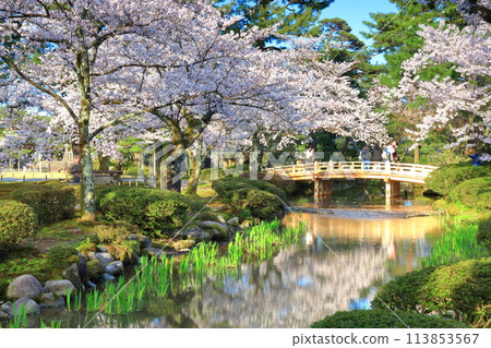 [Ishikawa Prefecture] Hanamibashi Bridge and cherry blossoms in full bloom at Kenrokuen on a clear day 113853567