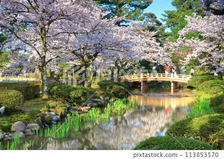 【石川縣】晴天兼六園花見橋和盛開的櫻花 113853570