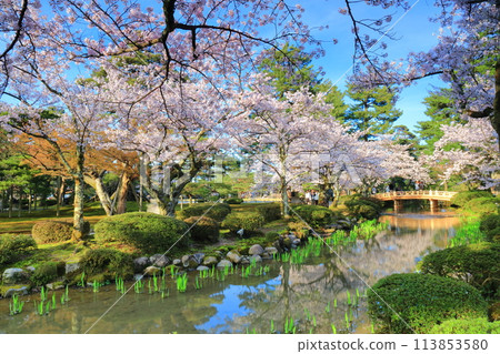 【石川縣】晴天兼六園花見橋和盛開的櫻花 113853580