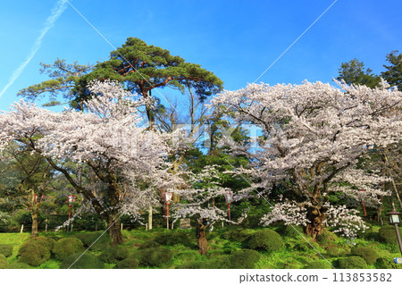 [石川縣] 晴天兼六園櫻花盛開 113853582