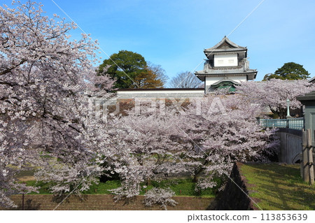 [Ishikawa Prefecture] Kanazawa Castle Ishikawa Gate and cherry blossoms in full bloom on a clear day 113853639