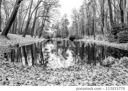 A serene pond reflects the trees of Rhododendron Park in Kromlau, Germany, with a carpet of fallen leaves adding to the autumn ambiance. Black and white image. A serene pond reflects the trees of Rhododendron Park in Kromlau, Germany, with a carpet of fallen leaves adding to the autumn ambiance. Black and white image. 113853770