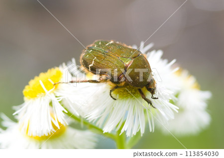 蓬鬆的蜜甲蟲 蓬鬆的蜜甲蟲 113854030