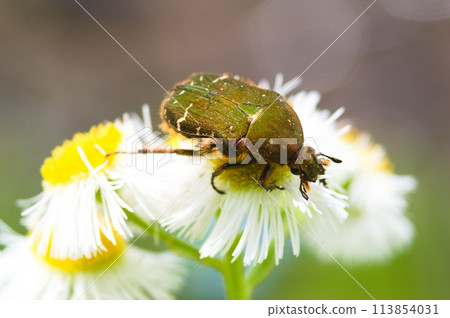 蜜莓（特寫） 113854031