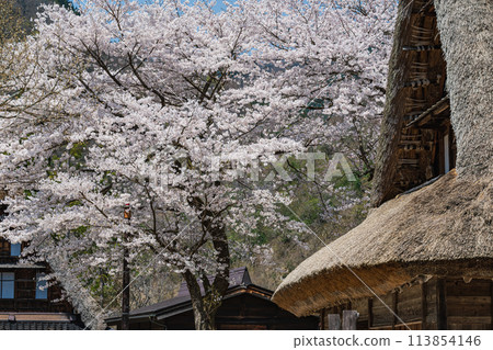 世界遺產菅沼合掌造村的春天景色 113854146