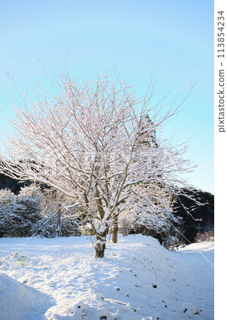 Quiet country road scene covered with snow 113854234