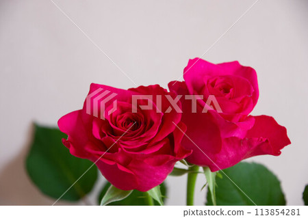 Pink roses Pink roses 113854281