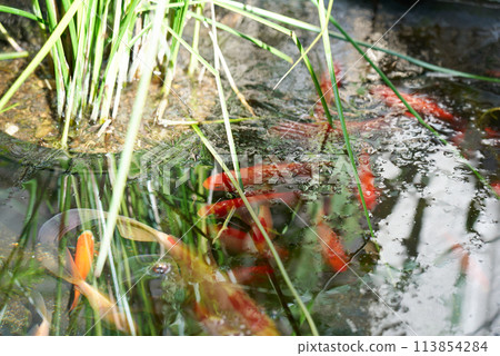 Goldfish that survive the winter 113854284