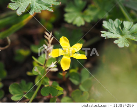 Yellow flowers of Oxalis blooming in the spring field Yellow flowers of Oxalis blooming in the spring field 113854299