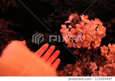 櫻花在手 櫻花在手 113854497