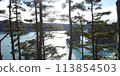 The sea seen from the pine forest 113854503