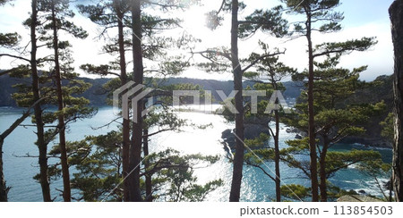 The sea seen from the pine forest The sea seen from the pine forest 113854503