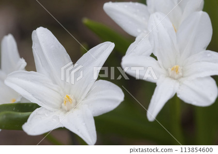 Lucile's glory-of-the-snow (Scilla luciliae) flowers, close up Lucile's glory-of-the-snow (Scilla luciliae) flowers, close up 113854600