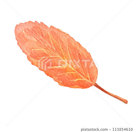 Watercolor fall tree leaf isolated. Hand drawn illustration 113854610