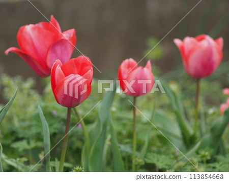 Red tulip 113854668