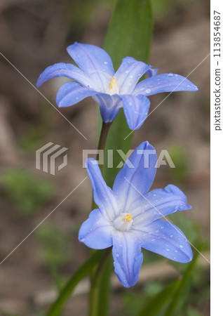 Lucile's glory-of-the-snow (Scilla luciliae) flowers, close up Lucile's glory-of-the-snow (Scilla luciliae) flowers, close up 113854687