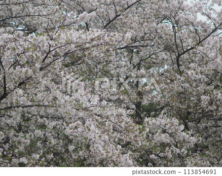 櫻花盛開 113854691