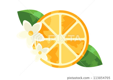 Fresh orange slices illustration 113854705
