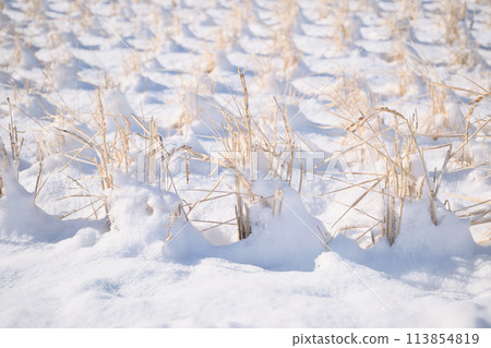 Image of a winter rice field covered in cold snow 113854819