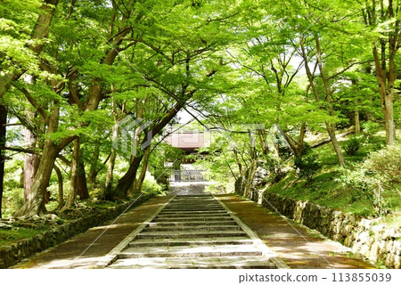 Kyoto City: The approach to Yamashina Bishamon-do Temple and fresh greenery Kyoto City: The approach to Yamashina Bishamon-do Temple and fresh greenery 113855039