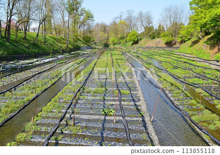Nagano the Great Wasabi Farm Nagano the Great Wasabi Farm 113855118
