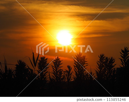 Sunset sky Sunset sky 113855246