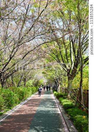 [Seoul, Korea] Walking path along Jungnangcheon embankment in spring 113855284