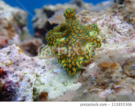 A stroll of the sea slug A stroll of the sea slug 113855306
