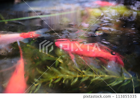 金魚在冰層下越冬 113855335