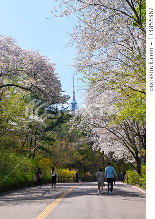 Seoul, Korea: Cherry Blossom Viewing Spot - Namsan Walking Trail (Namsan Dulle-gil) 113855362