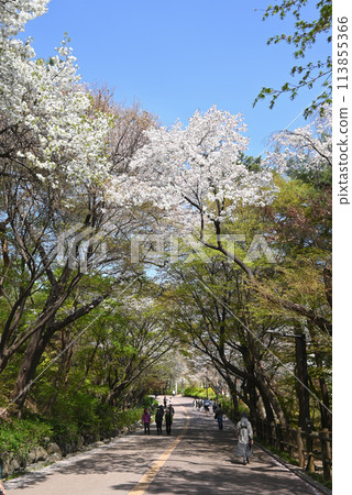 Seoul, Korea: Cherry Blossom Viewing Spot - Namsan Walking Trail (Namsan Dulle-gil) 113855366