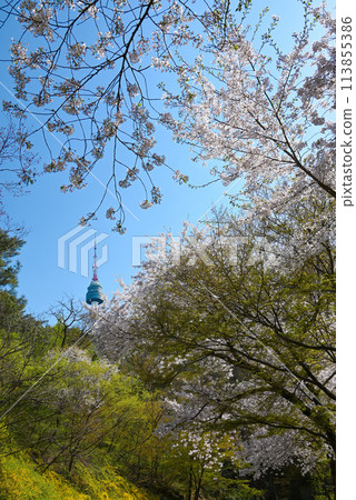 Seoul, Korea: Cherry Blossom Viewing Spot - Namsan Walking Trail (Namsan Dulle-gil) 113855386