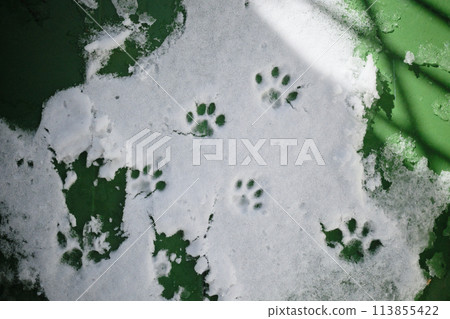 雪地裡可愛的貓腳印 113855422
