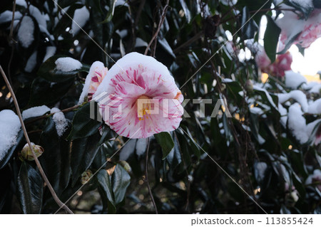 仲冬山茶花 113855424